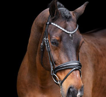 Bridle IRHOlympia