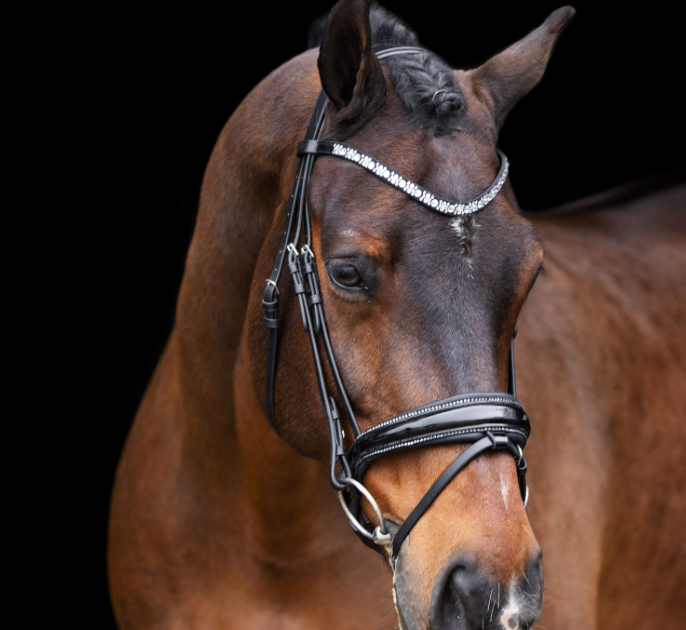 Bridle IRHOlympia