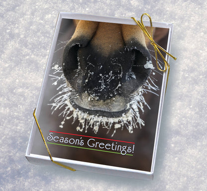 Horse Boxed Christmas Cards | Frosty Muzzle | 8 Holiday