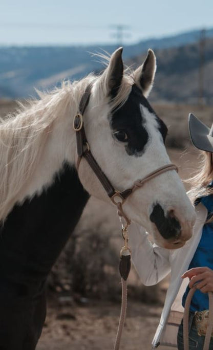 The Phoenix Classic Fusion Halter