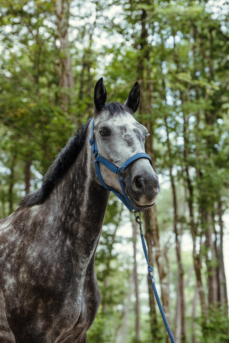 Hansey Horse Halter with Lead Rope