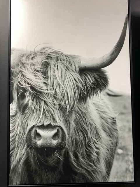 Black & White Highland Cow Canvas Wall Decor  35.38" H x 23.56" W x 1.13" D Black & White