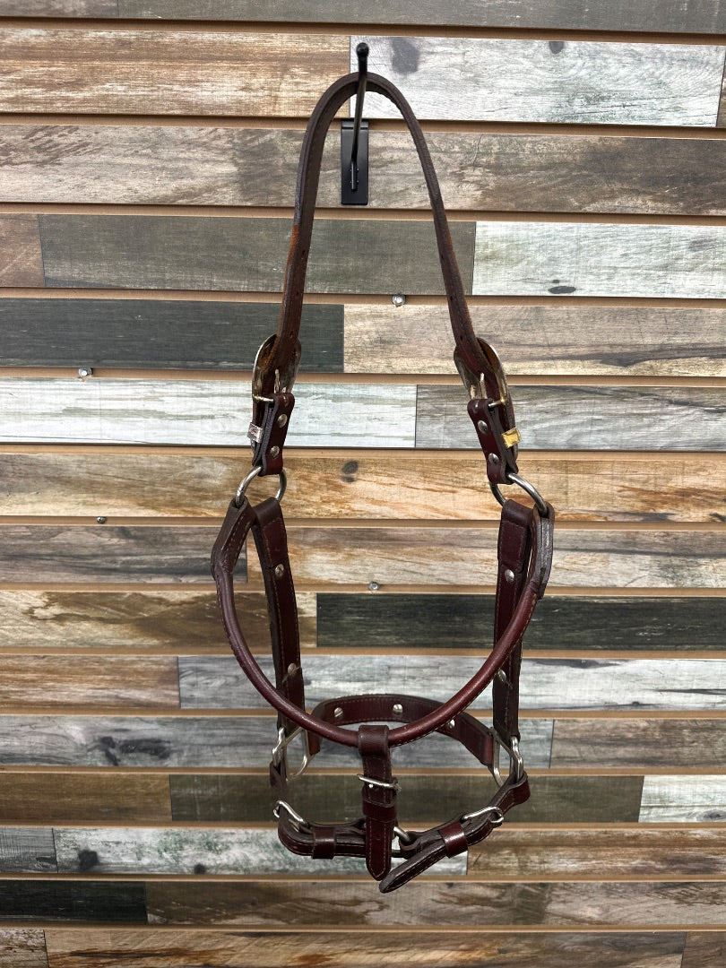 USED Royal King Show Halter Horse Deep Oil