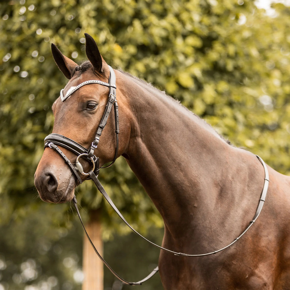 Horze Grayson Classic Dressage Ergonomic Bridle - Black